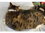 Big Daddy Domestic Shorthair Adult Male