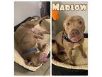 Marlow American Staffordshire Terrier Adult Male