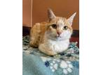 Fiona Domestic Shorthair Adult Female