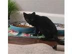 Quacky Domestic Shorthair Young Female