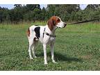 Ginny Treeing Walker Coonhound Young Female