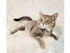 Stormy Domestic Shorthair Adult Male