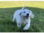 Ace Great Pyrenees Puppy Male