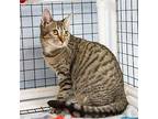 Kitten Diamond Domestic Shorthair Young Female