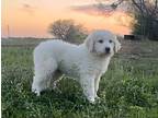 jackson Great Pyrenees Puppy Male