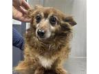 Fred ~ Dachshund Adult Male