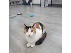 Mable Domestic Shorthair Adult Female