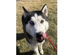 NOAH Husky Adult Male