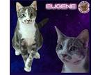 Eugene Domestic Shorthair Young Male