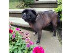 BLACK LACE Pug Adult Female