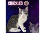 Chuckles Domestic Shorthair Young Male