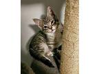 Akira Domestic Shorthair Kitten Female