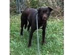 Wednesday Labrador Retriever Young Female