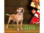 Rex Bloodhound Adult Male