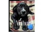 Arthur Hound (Unknown Type) Puppy Male