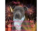 Marla American Staffordshire Terrier Adult Female