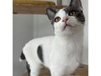 Dorothea (bonded w/ Renegade) Domestic Shorthair Young Female
