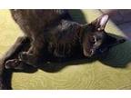 Willie Domestic Shorthair Young Male