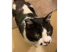 Flower Domestic Shorthair Senior Female