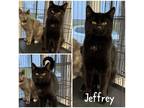 Jeffrey Domestic Shorthair Young Male
