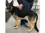 Earl German Shepherd Dog Adult Male