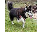 Little Alaskan Malamute Adult Female