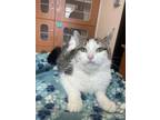 Minnie Domestic Shorthair Young Female