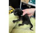 Mavis Domestic Shorthair Kitten Female