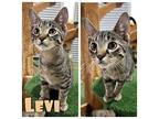 Levi Domestic Shorthair Young Male
