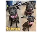 Serena American Staffordshire Terrier Adult Female