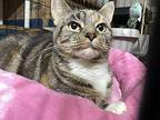 Sweet Pea Domestic Shorthair Young Female