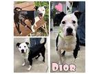 Dior American Staffordshire Terrier Adult Female