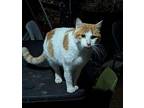 Cannon Ball Domestic Shorthair Adult Male