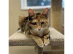 Pumpkin Domestic Shorthair Young Female