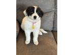 Rosa Great Pyrenees Puppy Female