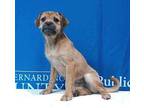 PEANUT BUTTER Border Terrier Puppy Female