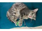 Pelusa Domestic Shorthair Young Female