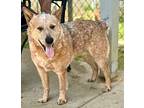Pooh (Frisco) Adult Male