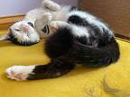 Buzz Domestic Shorthair Adult Male