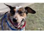 Petey Australian Cattle Dog Adult Male