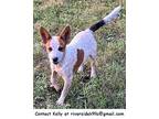 Tank Australian Cattle Dog Young Male