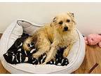 Santi Cairn Terrier Young Male
