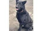 NEEDS FOSTER *URGENT* Shepherd (Unknown Type) Adult Female