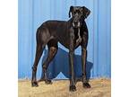 Beauty Great Dane Young Female