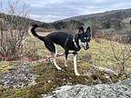 Chinook German Shepherd Dog Young Male