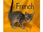 French Domestic Shorthair Young Male