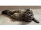 Amelia Domestic Longhair Young Female