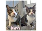 Navy Domestic Shorthair Young Female
