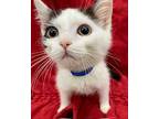 Froto Domestic Shorthair Kitten Male