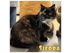 Sierra Domestic Longhair Adult Female